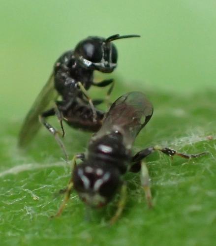 Lindenius sp.